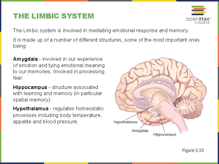 THE LIMBIC SYSTEM The Limbic system is involved in mediating emotional response and memory.