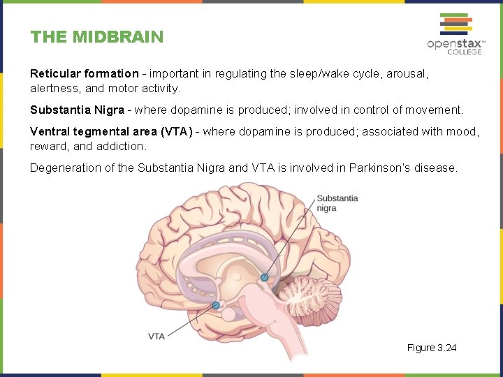 THE MIDBRAIN Reticular formation - important in regulating the sleep/wake cycle, arousal, alertness, and