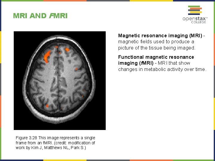 MRI AND FMRI Magnetic resonance imaging (MRI) - magnetic fields used to produce a
