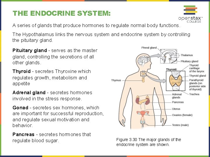 THE ENDOCRINE SYSTEM: A series of glands that produce hormones to regulate normal body