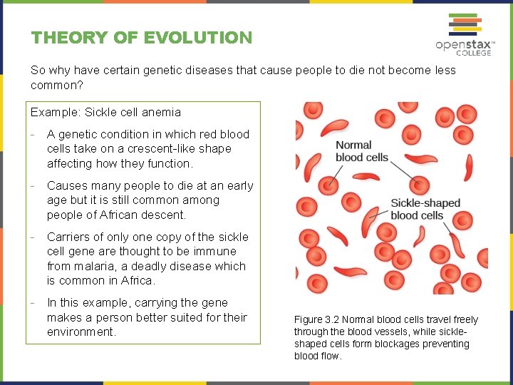 THEORY OF EVOLUTION So why have certain genetic diseases that cause people to die