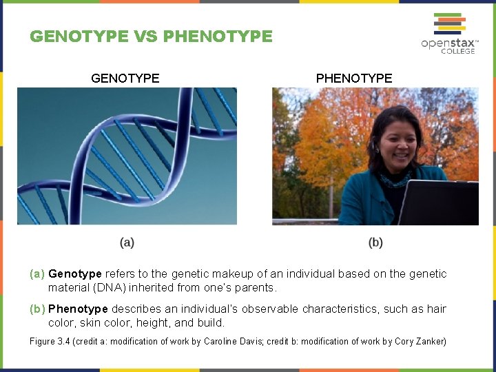 GENOTYPE VS PHENOTYPE GENOTYPE PHENOTYPE (a) Genotype refers to the genetic makeup of an