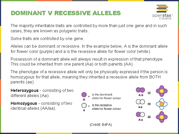 DOMINANT V RECESSIVE ALLELES The majority inheritable traits are controlled by more than just