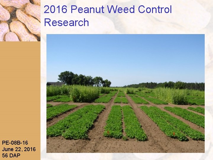 2016 Peanut Weed Control Research PE-08 B-16 June 22, 2016 56 DAP 