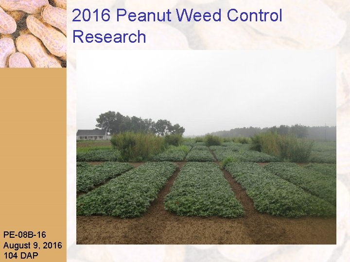 2016 Peanut Weed Control Research PE-08 B-16 August 9, 2016 104 DAP 