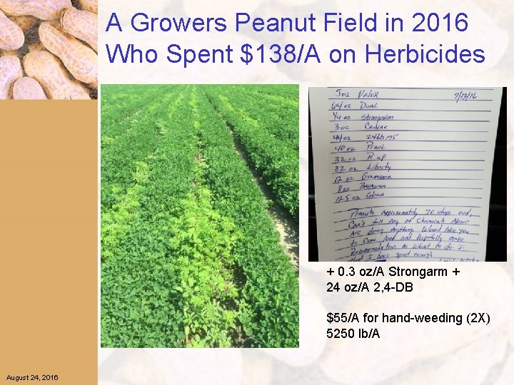 A Growers Peanut Field in 2016 Who Spent $138/A on Herbicides + 0. 3