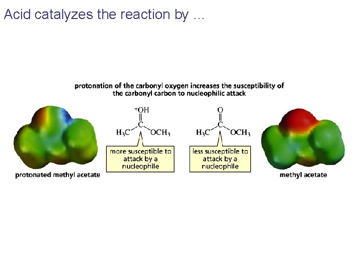 Acid catalyzes the reaction by … 