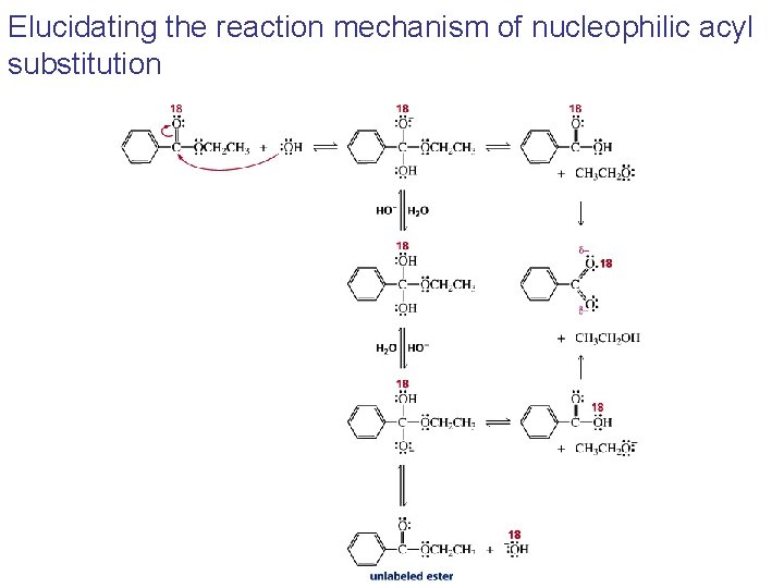 Elucidating the reaction mechanism of nucleophilic acyl substitution 