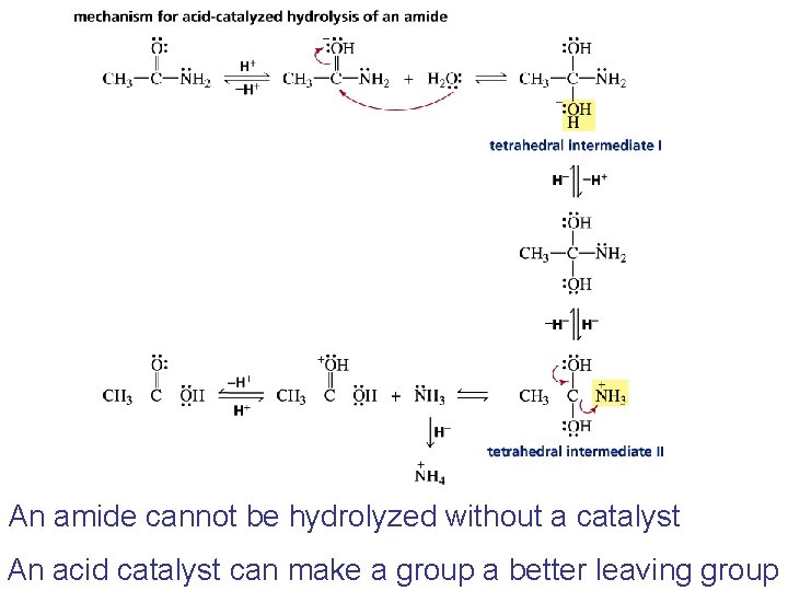 An amide cannot be hydrolyzed without a catalyst An acid catalyst can make a