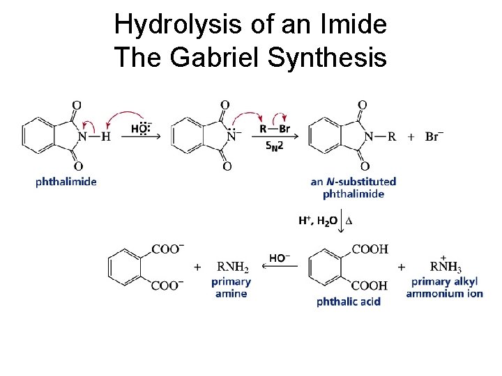 Hydrolysis of an Imide The Gabriel Synthesis 