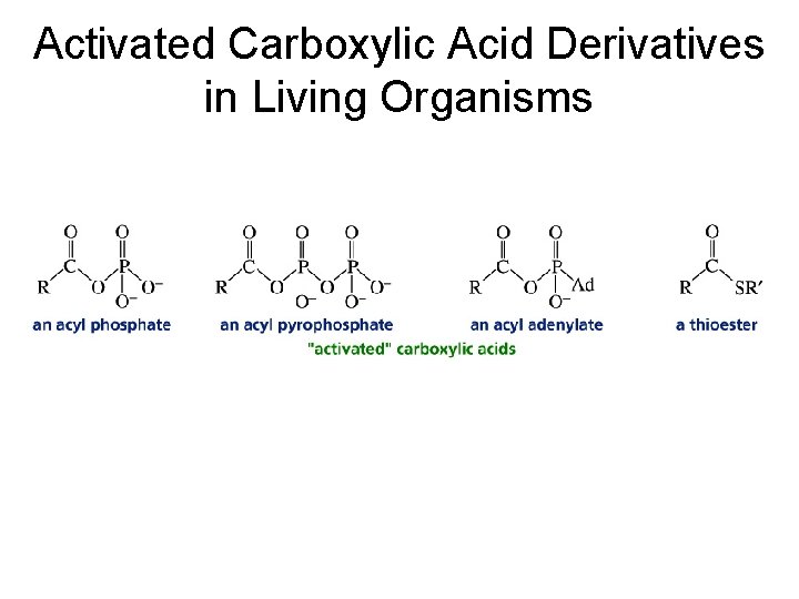 Activated Carboxylic Acid Derivatives in Living Organisms 