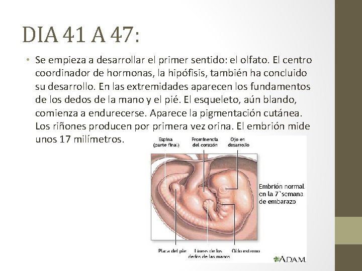 DIA 41 A 47: • Se empieza a desarrollar el primer sentido: el olfato.