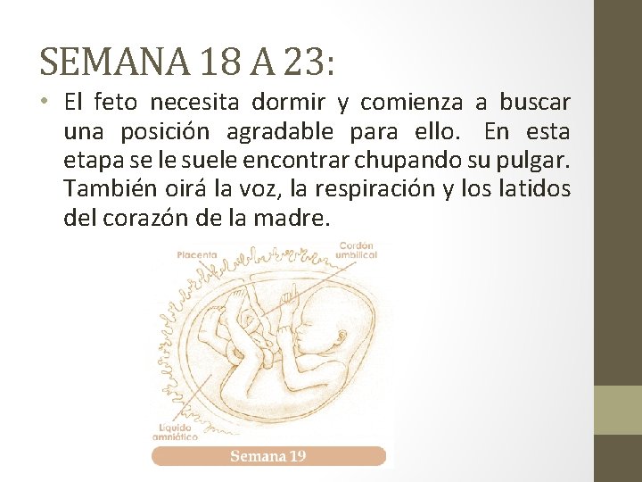 SEMANA 18 A 23: • El feto necesita dormir y comienza a buscar una