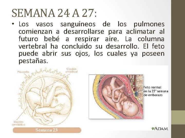 SEMANA 24 A 27: • Los vasos sanguíneos de los pulmones comienzan a desarrollarse