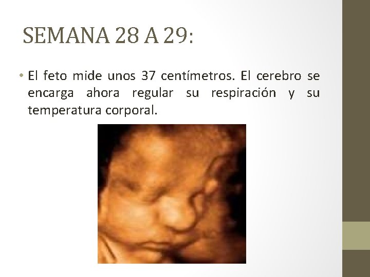 SEMANA 28 A 29: • El feto mide unos 37 centímetros. El cerebro se