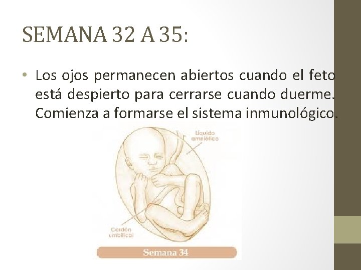 SEMANA 32 A 35: • Los ojos permanecen abiertos cuando el feto está despierto