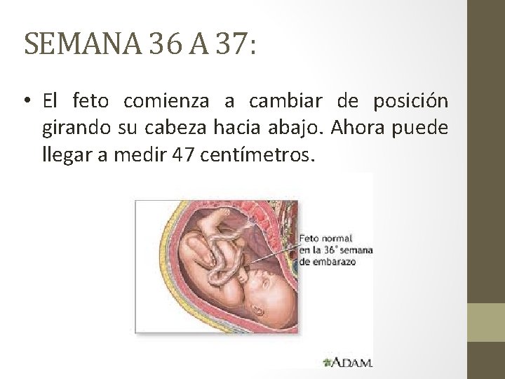 SEMANA 36 A 37: • El feto comienza a cambiar de posición girando su
