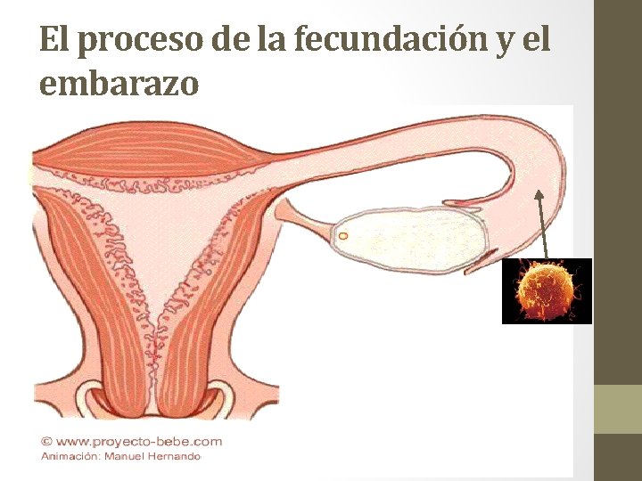 El proceso de la fecundación y el embarazo 