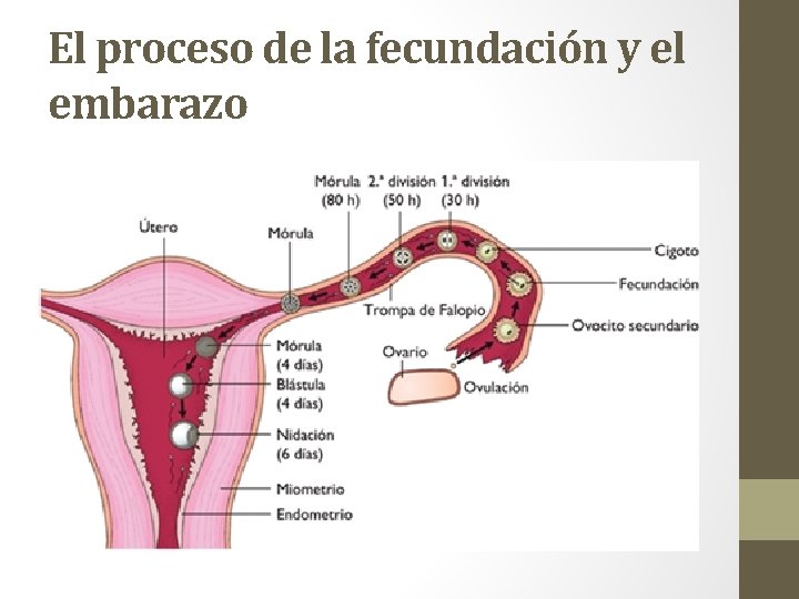 El proceso de la fecundación y el embarazo 