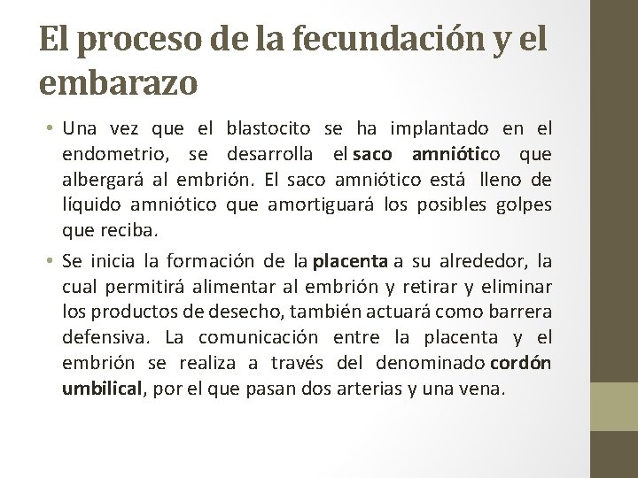 El proceso de la fecundación y el embarazo • Una vez que el blastocito