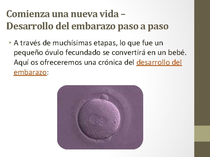 Comienza una nueva vida – Desarrollo del embarazo paso a paso • A través