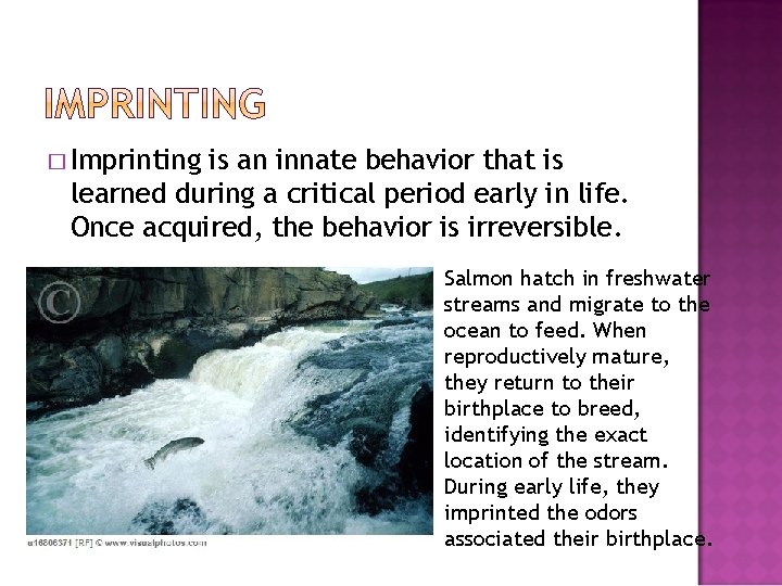� Imprinting is an innate behavior that is learned during a critical period early