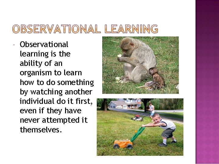  Observational learning is the ability of an organism to learn how to do