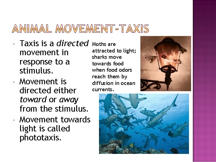  Taxis is a directed Moths are attracted to light; movement in sharks move