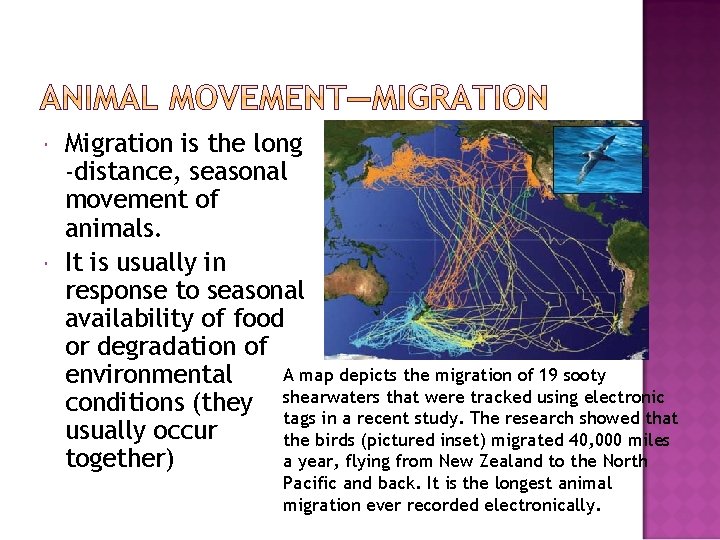  Migration is the long -distance, seasonal movement of animals. It is usually in