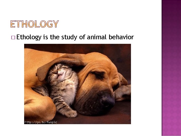 � Ethology is the study of animal behavior 