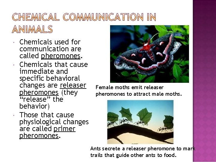  Chemicals used for communication are called pheromones. Chemicals that cause immediate and specific