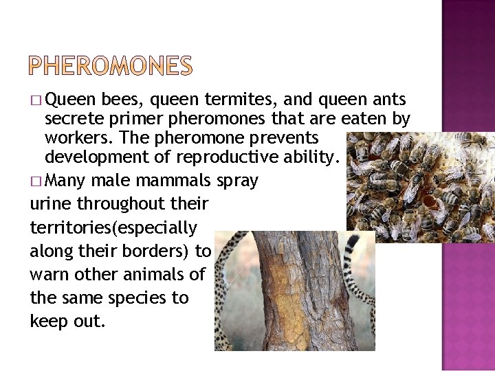 � Queen bees, queen termites, and queen ants secrete primer pheromones that are eaten