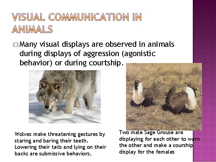 � Many visual displays are observed in animals during displays of aggression (agonistic behavior)