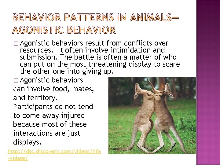 � Agonistic behaviors result from conflicts over resources. It often involve intimidation and submission.