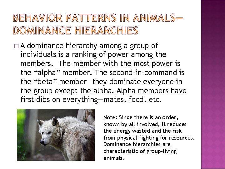 �A dominance hierarchy among a group of individuals is a ranking of power among