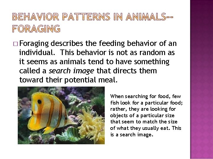 � Foraging describes the feeding behavior of an individual. This behavior is not as