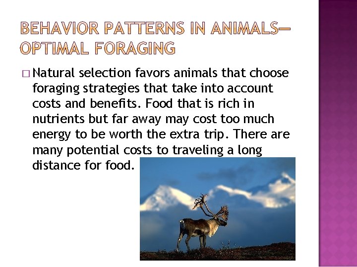 � Natural selection favors animals that choose foraging strategies that take into account costs