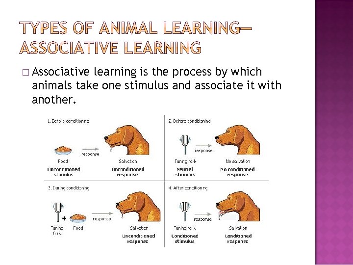 � Associative learning is the process by which animals take one stimulus and associate