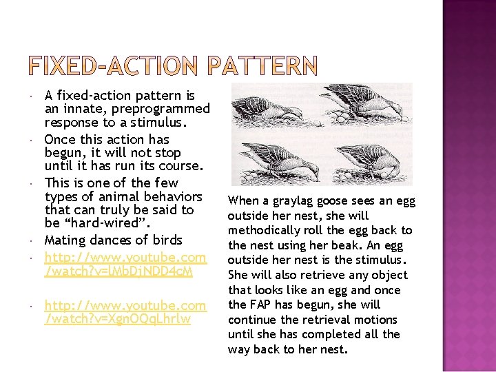  A fixed-action pattern is an innate, preprogrammed response to a stimulus. Once this