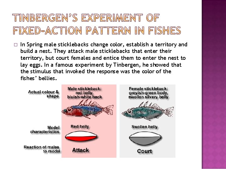 � In Spring male sticklebacks change color, establish a territory and build a nest.