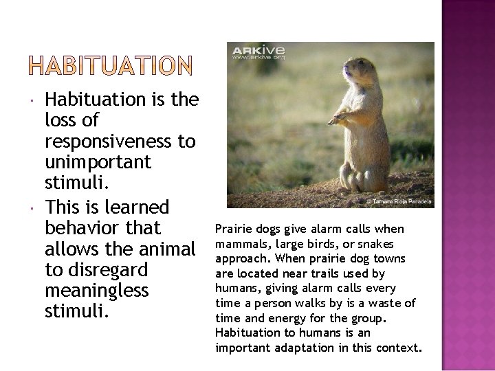  Habituation is the loss of responsiveness to unimportant stimuli. This is learned behavior