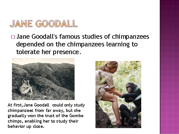 � Jane Goodall's famous studies of chimpanzees depended on the chimpanzees learning to tolerate