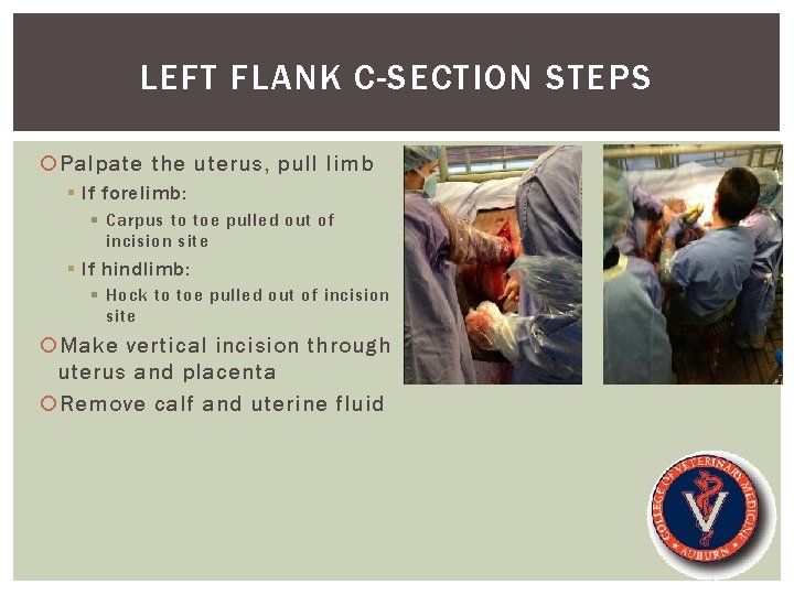 LEFT FLANK C-SECTION STEPS Palpate the uterus, pull limb § If forelimb: § Carpus