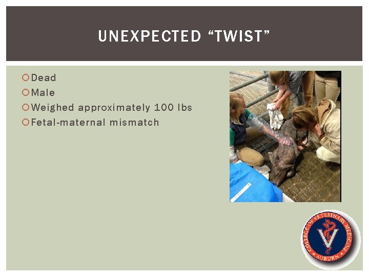 UNEXPECTED “TWIST” Dead Male Weighed approximately 100 lbs Fetal-maternal mismatch 