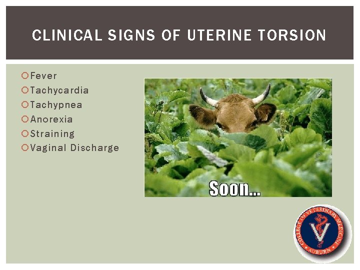 CLINICAL SIGNS OF UTERINE TORSION Fever Tachycardia Tachypnea Anorexia Straining Vaginal Discharge 