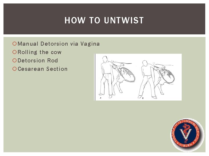 HOW TO UNTWIST Manual Detorsion via Vagina Rolling the cow Detorsion Rod Cesarean Section