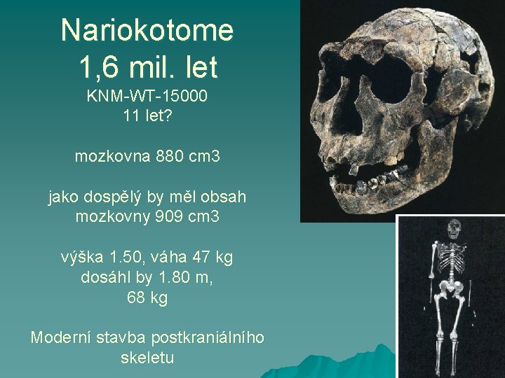 Nariokotome 1, 6 mil. let KNM-WT-15000 11 let? mozkovna 880 cm 3 jako dospělý