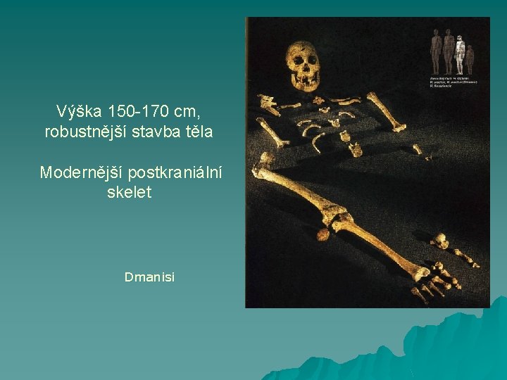 Výška 150 -170 cm, robustnější stavba těla Modernější postkraniální skelet Dmanisi 