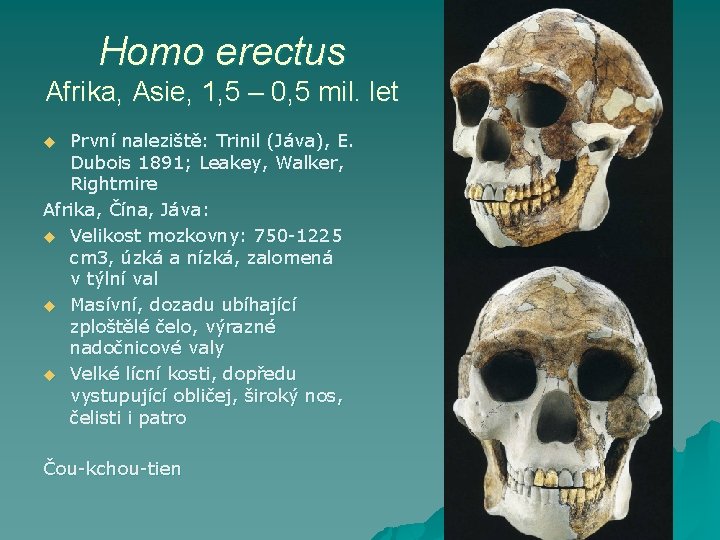 Homo erectus Afrika, Asie, 1, 5 – 0, 5 mil. let První naleziště: Trinil