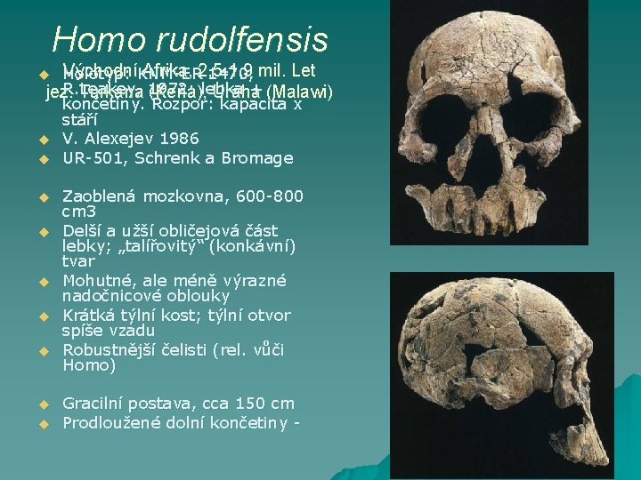 Homo rudolfensis Východní Afrika, 2, 5 -1, 9 Holotyp : KNM-ER 1470, mil. Let